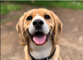 Pet GPS Tracker